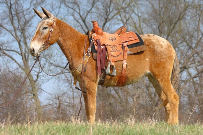Image for Tennessee Mule Sales - Annual Riding Mule Sale - Reese Bros. Lebanon TN April 25th