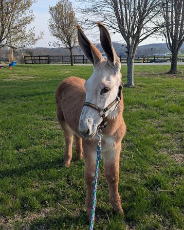 Image for Tennessee Mule Sales - Annual Riding Mule Sale - Reese Bros. Lebanon TN April 25th