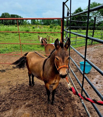 Image for Springfield Livestock Horse Sale FRIDAY APRIL 24TH - Springfield, MO