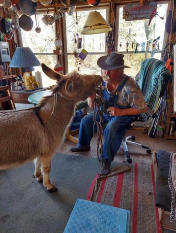 Image for Springfield Livestock Horse Sale FRIDAY APRIL 24TH - Springfield, MO