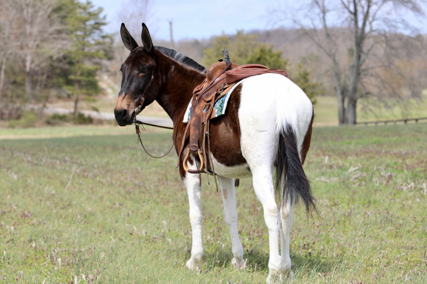 Image for Tennessee Mule Sales - Annual Riding Mule Sale - Reese Bros. Lebanon TN April 25th
