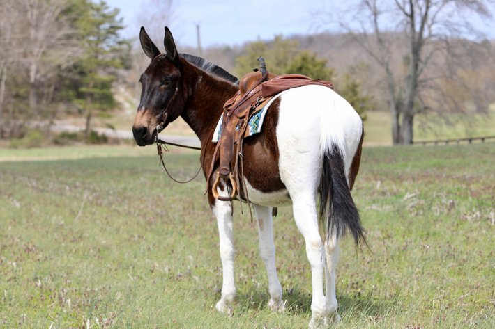 Image for Tennessee Mule Sales - Annual Riding Mule Sale - Reese Bros. Lebanon TN April 25th