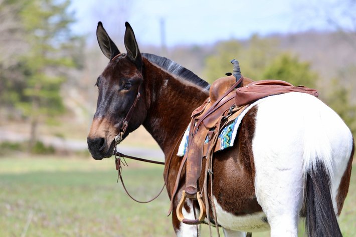 Image for Tennessee Mule Sales - Annual Riding Mule Sale - Reese Bros. Lebanon TN April 25th