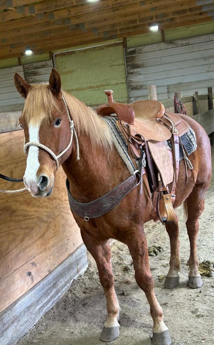 Image for Show Me The Horses Select Sale - Cuba, Missouri SATURDAY, JUNE 6TH