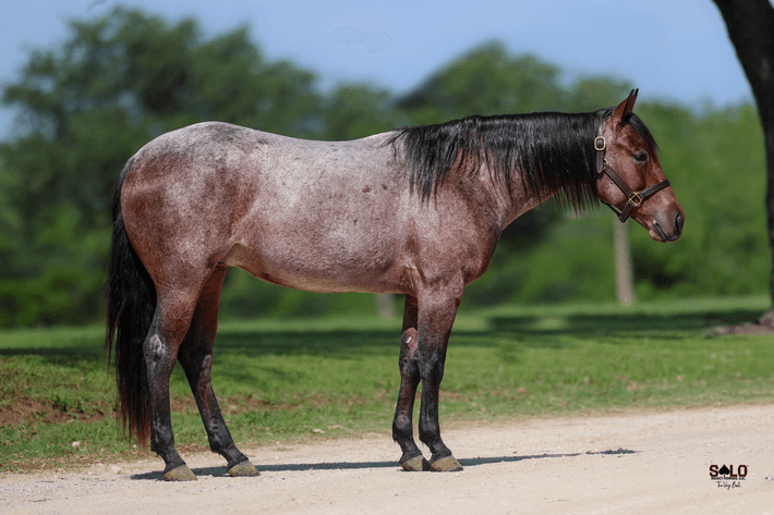 Image for Corsica Horse Sale Two Day May Horse Sale - DAY ONE - SATURDAY, MAY 9TH - Corsica, South Dakota