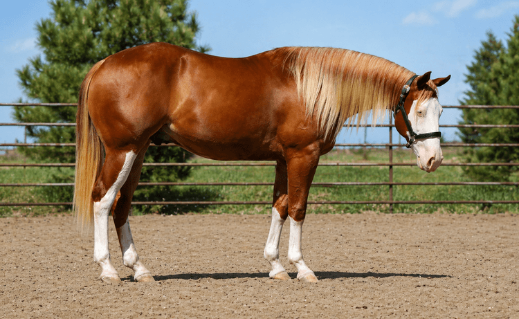 Image for Corsica Horse Sale Two Day May Horse Sale - DAY ONE - SATURDAY, MAY 9TH - Corsica, South Dakota