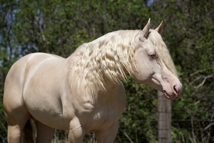 Image for Corsica Horse Sale Two Day May Horse Sale - DAY ONE - SATURDAY, MAY 9TH - Corsica, South Dakota
