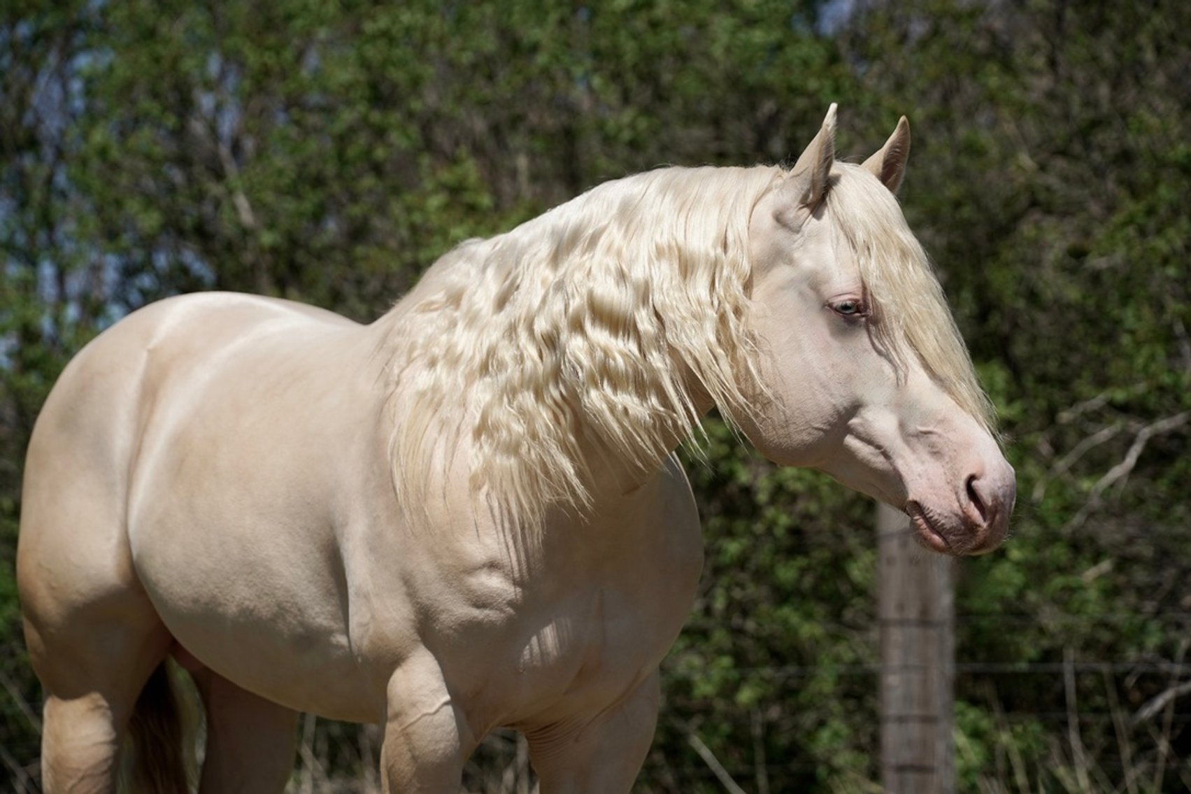 Image for Corsica Horse Sale Two Day May Horse Sale - DAY ONE - SATURDAY, MAY 9TH - Corsica, South Dakota