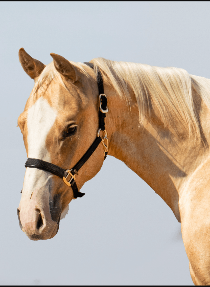 Image for Corsica Horse Sale Two Day May Horse Sale - DAY ONE - SATURDAY, MAY 9TH - Corsica, South Dakota