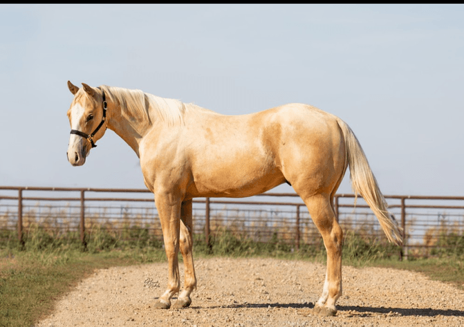 Image for Corsica Horse Sale Two Day May Horse Sale - DAY ONE - SATURDAY, MAY 9TH - Corsica, South Dakota