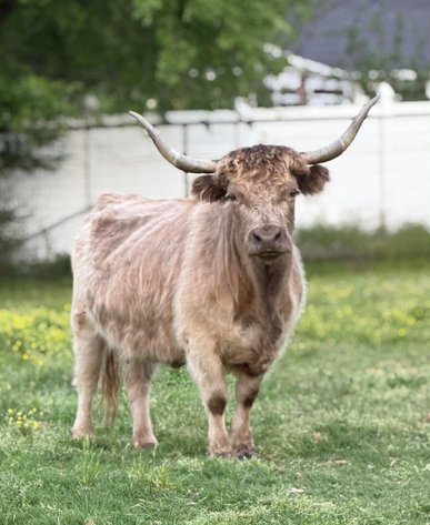 Image for Jones Livestock Auction THURSDAY MAY 7TH -  Jones, Oklahoma