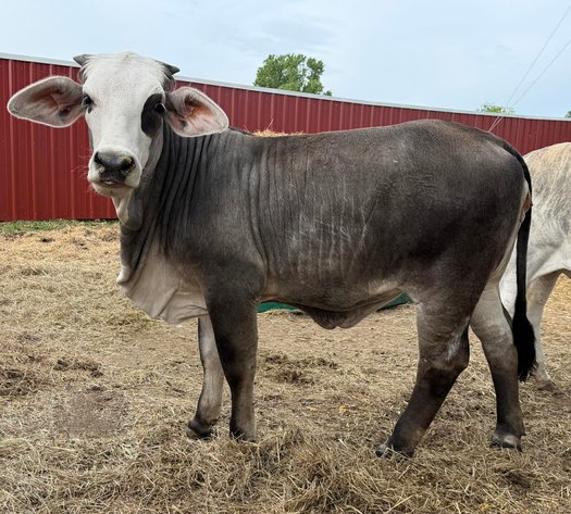 Image for Jones Livestock Auction THURSDAY MAY 7TH -  Jones, Oklahoma