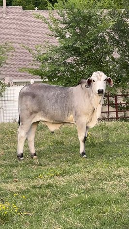 Image for Jones Livestock Auction THURSDAY MAY 7TH -  Jones, Oklahoma