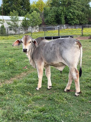 Image for Jones Livestock Auction THURSDAY MAY 7TH -  Jones, Oklahoma