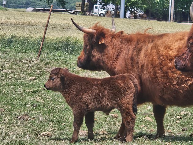 Image for Jones Livestock Auction THURSDAY MAY 7TH -  Jones, Oklahoma