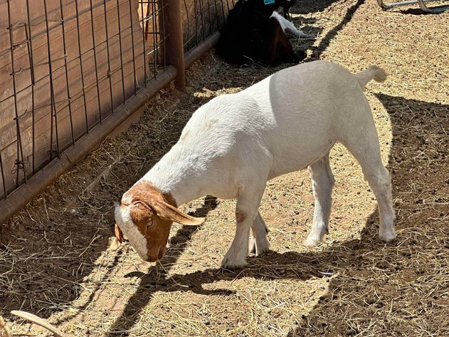 Image for Jones Livestock Auction THURSDAY MAY 7TH -  Jones, Oklahoma