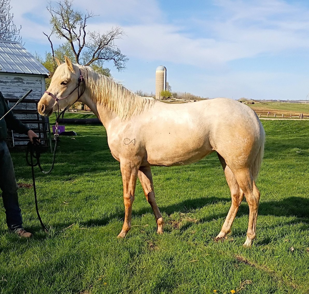 Image for Carter Acres Quarter Horses Let's Go Fishin' Spring Spectacular - ONLINE ONLY!!!  Runs May 18th through May 25th!