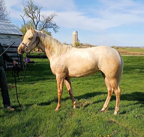 Image for Carter Acres Quarter Horses Let's Go Fishin' Spring Spectacular - ONLINE ONLY!!!  Runs May 18th through May 25th!