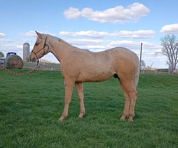 Image for Carter Acres Quarter Horses Let's Go Fishin' Spring Spectacular - ONLINE ONLY!!!  Runs May 18th through May 25th!