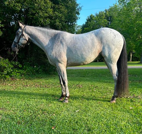 Image for Mize Horse Sale - SATURDAY, MAY 16TH - Mize, Mississippi
