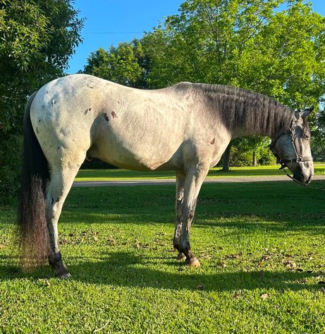 Image for Mize Horse Sale - SATURDAY, MAY 16TH - Mize, Mississippi