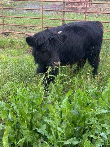 Image for Mize Horse Sale - SATURDAY, MAY 16TH - Mize, Mississippi