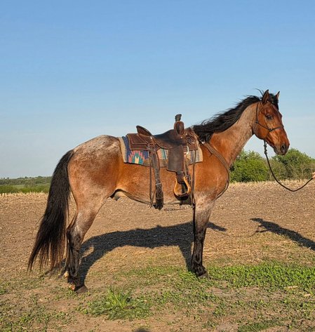 Image for Colfax Horse Sale  - SUNDAY, MAY 17TH - Colfax, Iowa