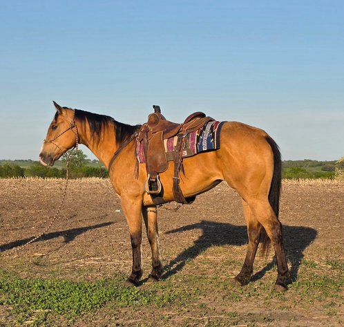Image for Colfax Horse Sale  - SUNDAY, MAY 17TH - Colfax, Iowa