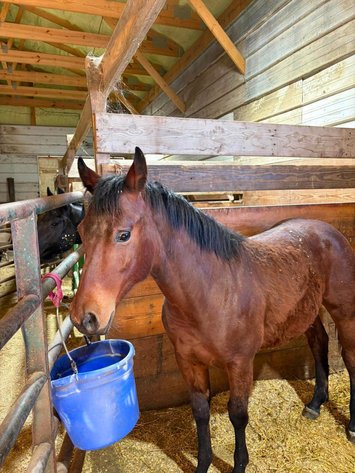 Image for Colfax Horse Sale  - SUNDAY, MAY 17TH - Colfax, Iowa