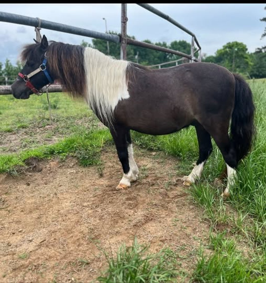 Image for Fort Smith Horse & Mule Sale - SATURDAY, MAY 16TH - Moffett, Oklahoma