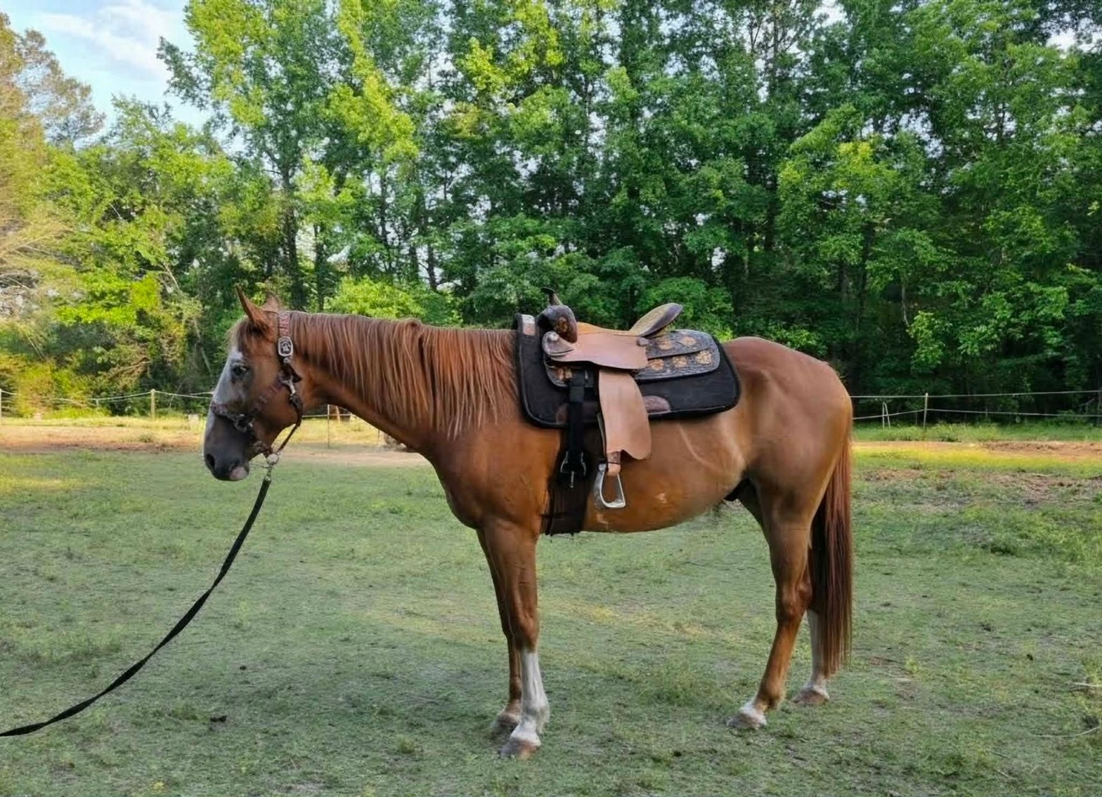 Image for Courtland Tack And Horse Auction Saturday , May 23, 2026