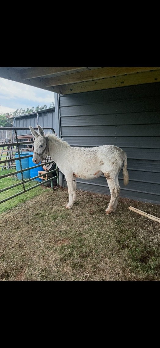 Image for Courtland Tack And Horse Auction Saturday , May 23, 2026