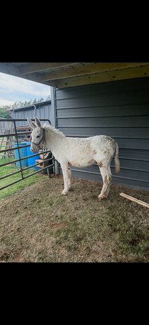 Image for Courtland Tack And Horse Auction Saturday , May 23, 2026