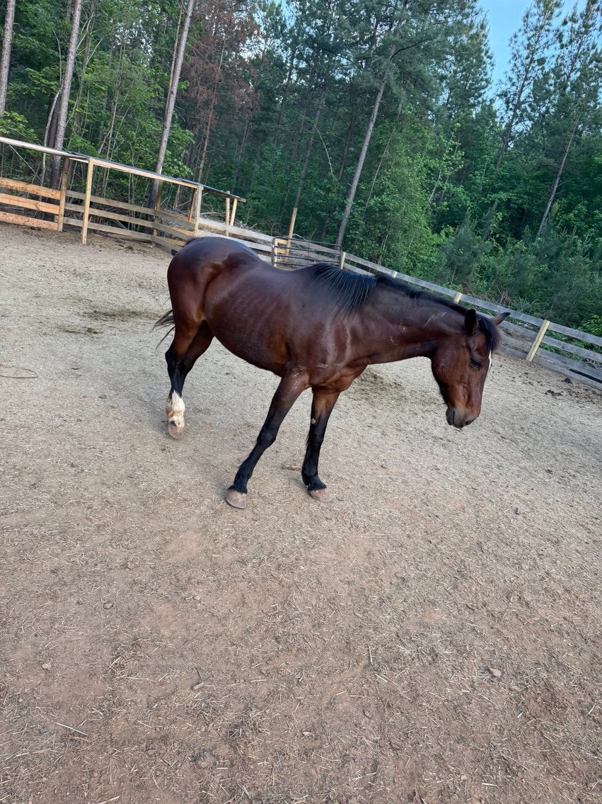 Image for Courtland Tack And Horse Auction Saturday , May 23, 2026