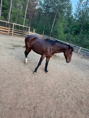 Image for Courtland Tack And Horse Auction Saturday , May 23, 2026