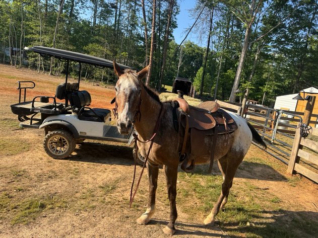 Image for Courtland Tack And Horse Auction Saturday , May 23, 2026