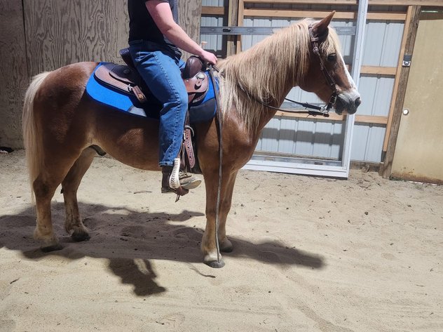 Image for Courtland Tack And Horse Auction Saturday , May 23, 2026