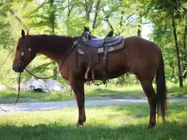 Image for Show Me The Horses Select Sale - Cuba, Missouri SATURDAY, JUNE 6TH