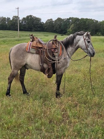 Image for Show Me The Horses Select Sale - Cuba, Missouri SATURDAY, JUNE 6TH