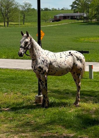 Image for Show Me The Horses Select Sale - Cuba, Missouri SATURDAY, JUNE 6TH