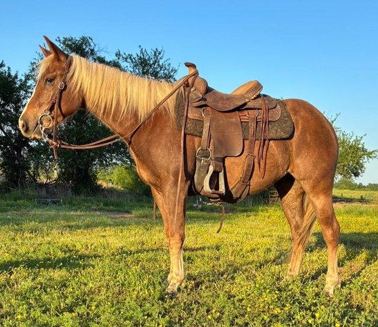 Image for Show Me The Horses Select Sale - Cuba, Missouri SATURDAY, JUNE 6TH