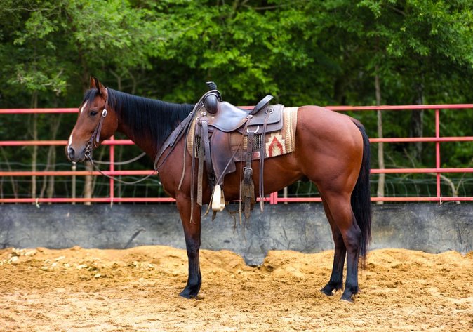 Image for Show Me The Horses Select Sale - Cuba, Missouri SATURDAY, JUNE 6TH