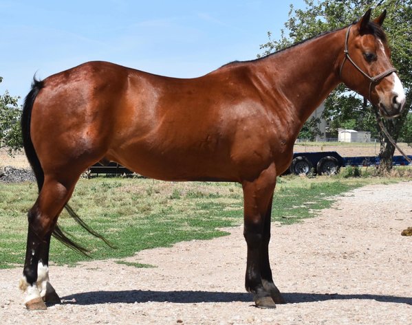 Image for Show Me The Horses Select Sale - Cuba, Missouri SATURDAY, JUNE 6TH