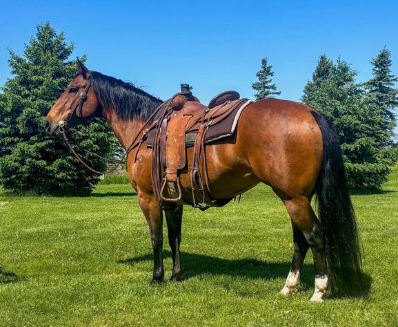 Image for Show Me The Horses Select Sale - Cuba, Missouri SATURDAY, JUNE 6TH