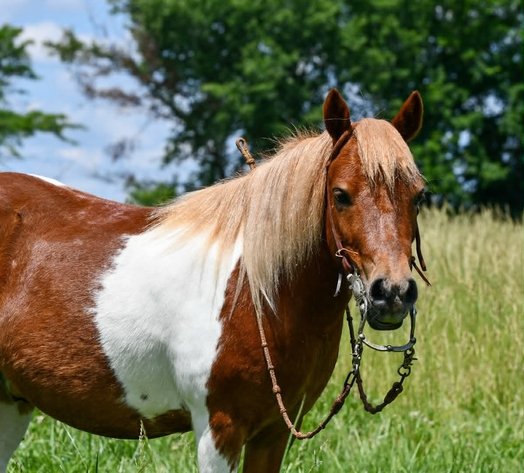 Image for Show Me The Horses Select Sale - Cuba, Missouri SATURDAY, JUNE 6TH