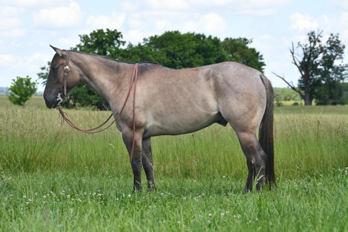 Image for Show Me The Horses Select Sale - Cuba, Missouri SATURDAY, JUNE 6TH
