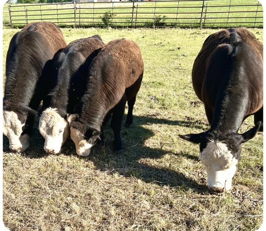Image for Jones Livestock Auction THURSDAY JUNE 4TH -  Jones, Oklahoma
