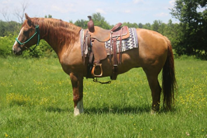 Image for Show Me The Horses Select Sale - Cuba, Missouri SATURDAY, JUNE 6TH