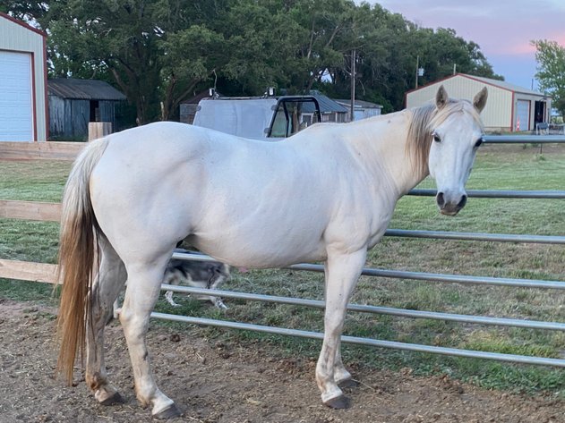 Image for Reno County Stockyards Horse Sale WEDNESDAY, JUNE 10TH - South Hutchinson, KS