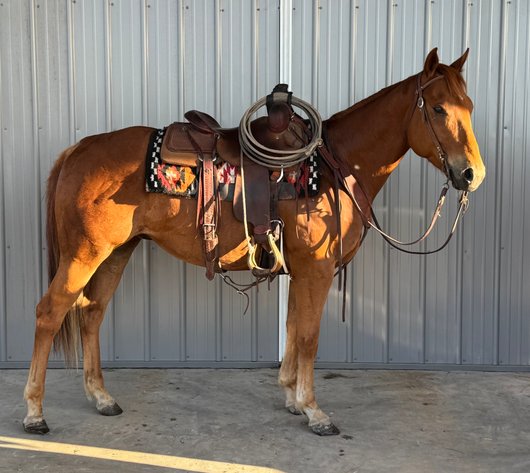Image for Corsica Horse Sale Two Day June Horse Sale - DAY ONE - SATURDAY, JUNE 13TH - Corsica, South Dakota